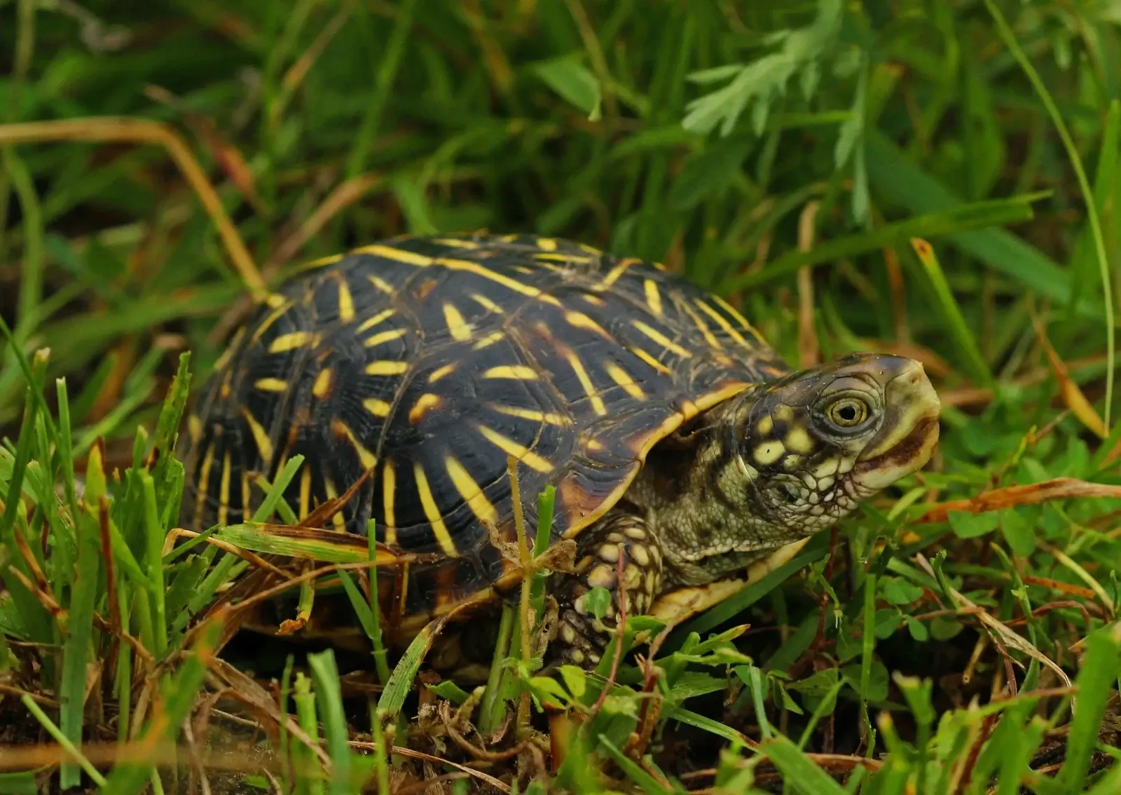 Terrapene Ornata